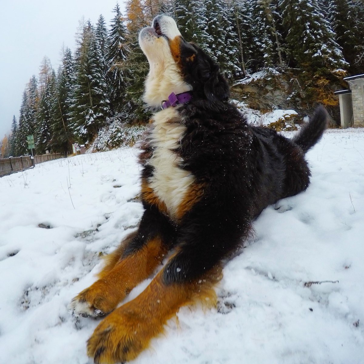 squashfalconer's tweet photo. Howling with delight here in Tignes !! We’ve had lots of fresh snow in the past 24hrs, this is going to make a great base for the winter ski season.
@tignesofficiel #tignes #behappybeopen #winteriscoming @gopro @slopeangel #saferinthemountains https://t.co/BJlwzaWZta