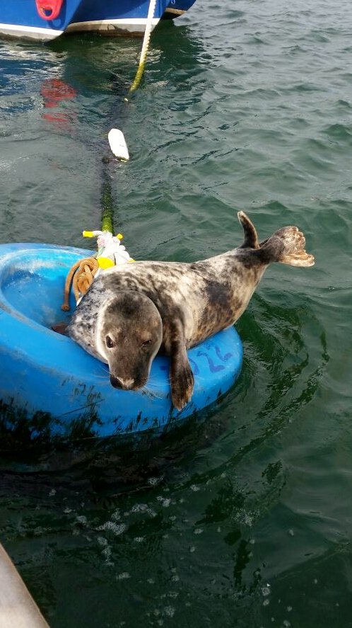 Good morning from the River Exe seal bathing in the sunshine! #eatmorefish #exmouth