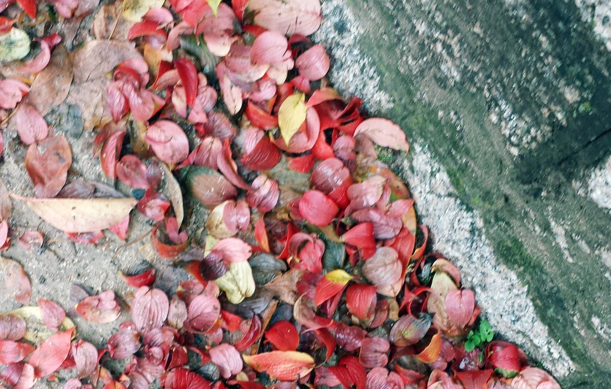 고엽도 꽃이다.🍁🍂
그래서 꽃말이 있는 것 너무 좋다.
“신춘을 기다린다”
겨울 동안 따뜻한 말이다..