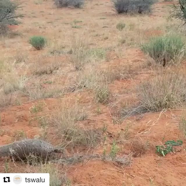 When last did you see a Pangolin in the wild?! Have a look at this beautiful one moving across the landscape as a storm approaches at <a href="/Tswalu/">Tswalu Kalahari Reserve</a>. #safari #travel #southafrica #africa #livsaf