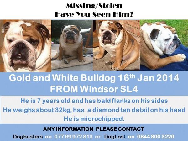 dandiedinmont's tweet photo. Still missing - have YOU seen #Scruncher ? Let's get him home to @JFTVQVC where he belongs. Please RT to help find him. Thanks. https://t.co/LSzrpjDd0W