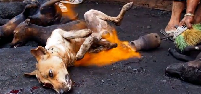 angie_renati's tweet photo. @RileyChi2 @RepMcClintock HELP STOP THE TORTURE
#EndDogMeatTrade 
NO MORE TORTURE....PLEASE NO MORE!!!
#DOGSARENOTFOOD
PLEASE HAVE A HEART...🙏 https://t.co/RrWx3jP43a