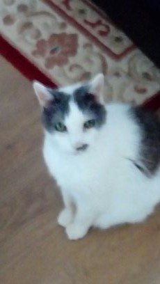 Please all pray for my darling Jasper who is very ill in pet hospital. It is breaking my heart. #Purr4Jasper he is 20 Felix &amp; I love you my darling so much XXX 😢😿