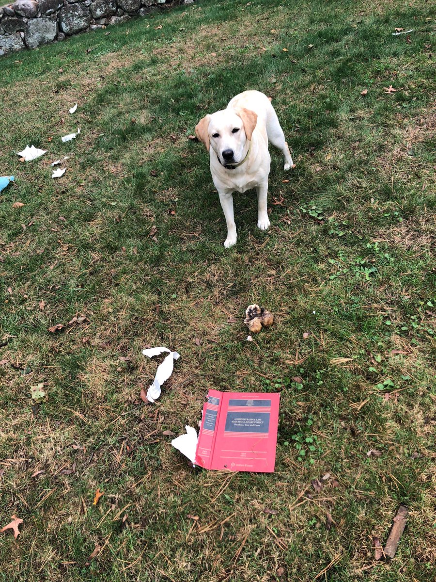 CassSunstein's tweet image. The criminal, at the scene of the crime. My dog, after stealing, chewing, and destroying my administrative law casebook. #Unabashed