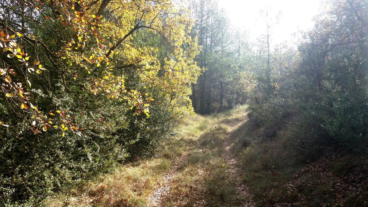 JmSantesm tweet media