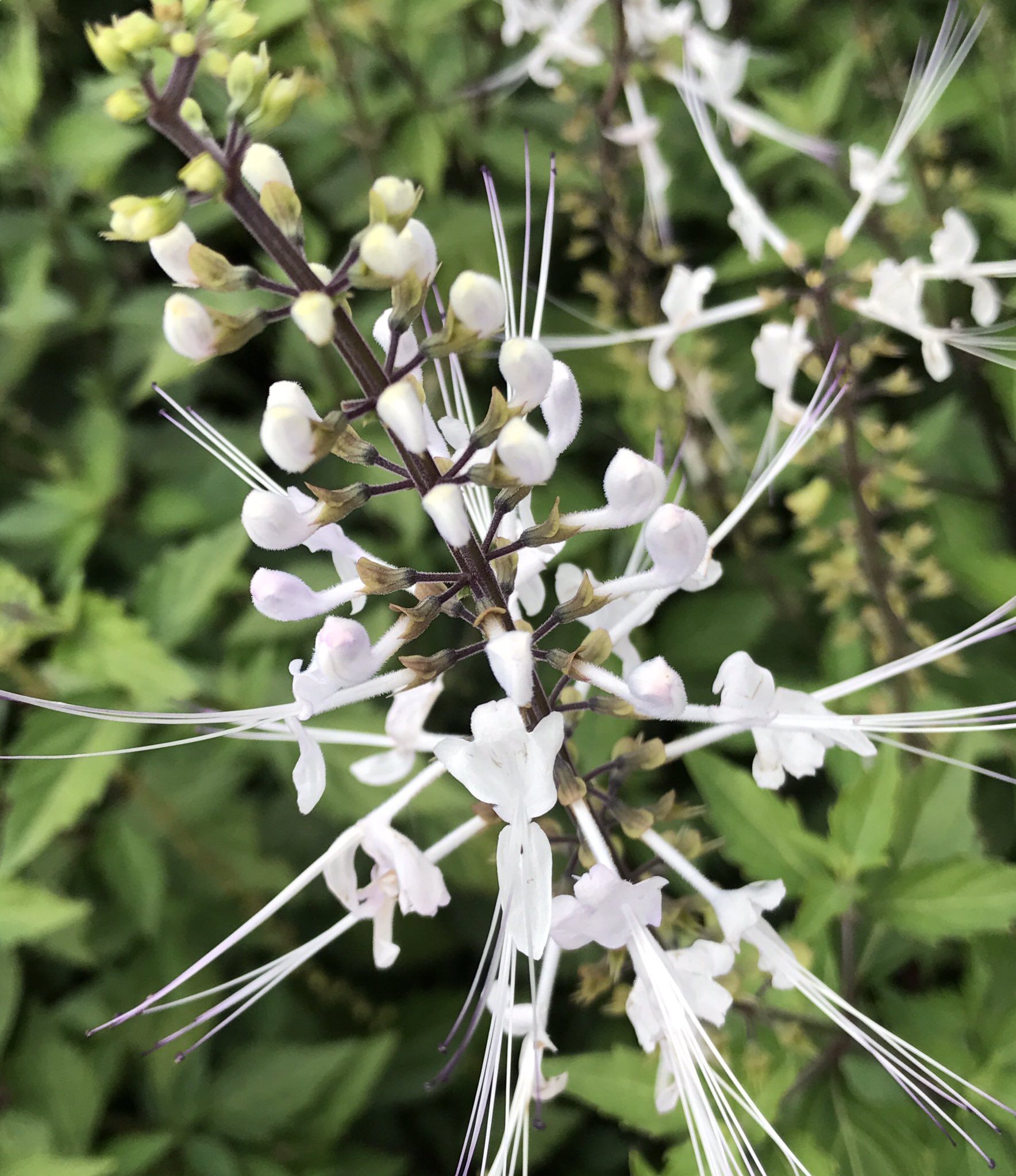 花ひばち 優しい繋がりに感謝 猫の髭 キャットウイスカー インド マレー半島が原産の植物で 春 秋にかけて 白い花 を咲かせます 長く伸びた雄しべと雌しべがやや上向きにピンと反り そのユニークで特長的な姿がネコのヒゲを連想させる所からこの