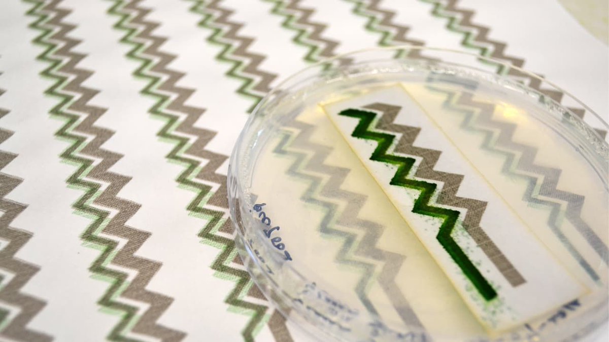 FastCoDesign's tweet photo. Scientists have engineered living, breathing wallpaper https://t.co/8Luxhe0Hme https://t.co/iXeIuBbFau