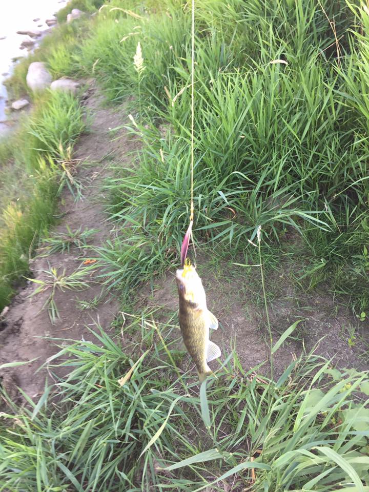 Carrotstix13's tweet photo. "Had a great morning catching dinnerπ" -Wade Doerksen
π£π
#throwbackfishing
#fishingweekend
#fishingCanada
#fishingUSA
#fishingaddiction
#fishingtherapy
https://t.co/GedQHiBdVT π₯π₯ https://t.co/d4LwIFPBNE