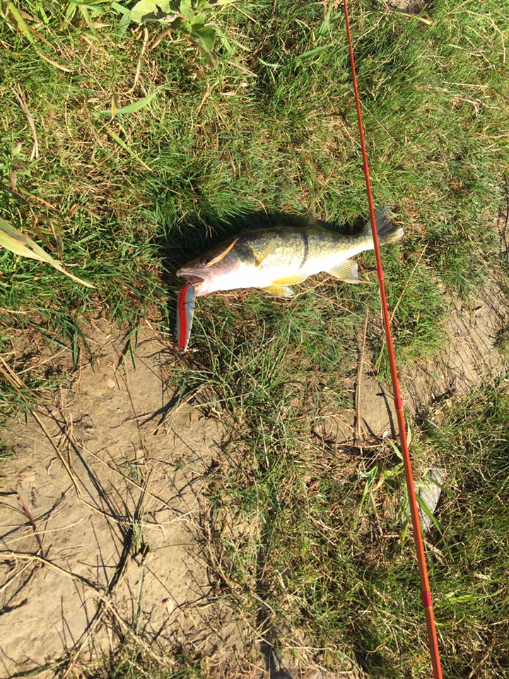 Carrotstix13's tweet photo. "Had a great morning catching dinnerπ" -Wade Doerksen
π£π
#throwbackfishing
#fishingweekend
#fishingCanada
#fishingUSA
#fishingaddiction
#fishingtherapy
https://t.co/GedQHiBdVT π₯π₯ https://t.co/d4LwIFPBNE