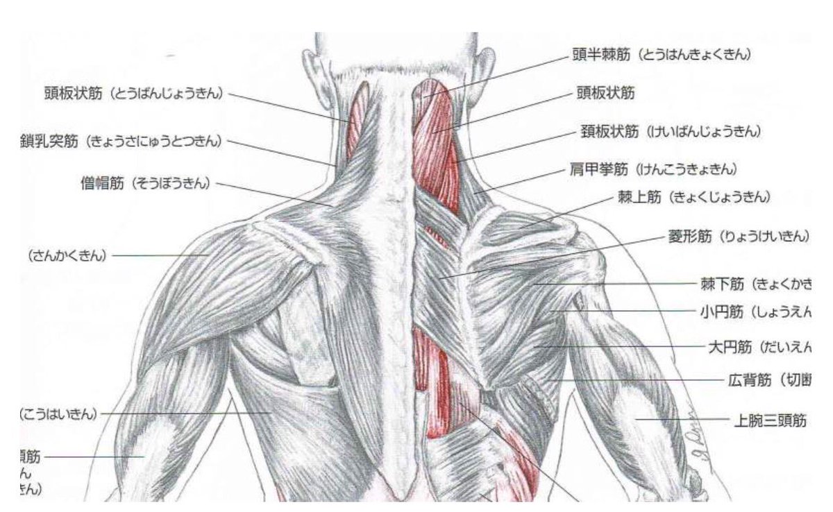 日本鍼灸療術医学会 Nihontramed Twitter