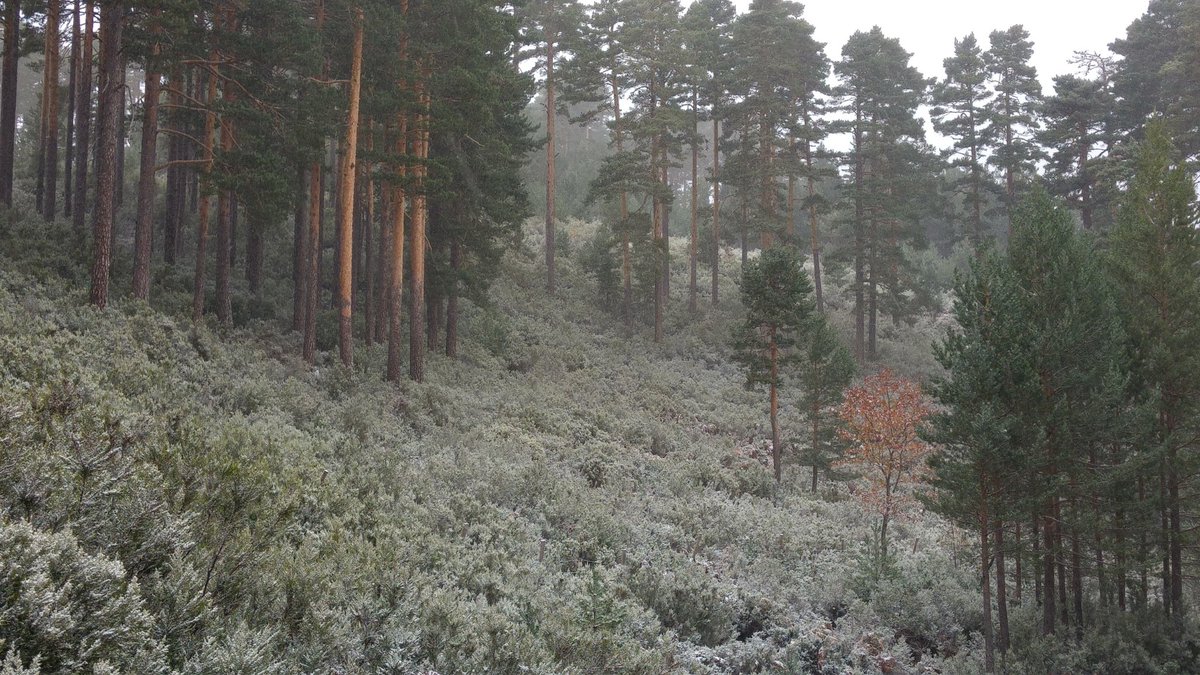 Mañana fría, y ligera nevada en Urbión, donde la temperatura está a bajo cero, con fuertes rachas de viento N y ventisca.
A primera hora, cota 1650 metros.
Duruelo de la Sierra, Soria
<a href="/AEMET_Esp/">AEMET</a> <a href="/AEMET_CyL/">AEMET_CastillayLeon</a> @tiempo_rtvcyl @agomezmeteo