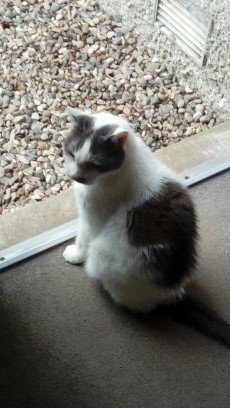 #Pawcircle4Jasper  please everyone pray for my darling boy Jasper who is very ill in pet  hospital, our hearts are breaking, Felix &amp; I love you so much XXX 😢😿 #wlf