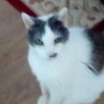 Photo by FeJas #Purr4Jasper (@Fe_Jas)