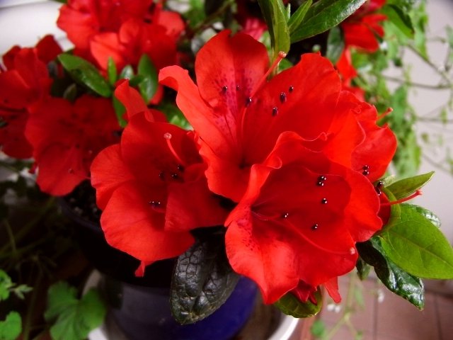 創作に使える花ことば در توییتر 赤ツツジ 花名のツツジの由来は 花が 筒 つつ 状になっていることからきている 花が次々に連なり咲く様子の 続き つづき が語源になっている等諸説あります 花言葉は 恋の喜び 花ことば 花言葉 創作に使える花ことば در توییتر 赤ツツジ 花名のツツジの由来は 花が 筒 つつ 状になっていることからきている 花が次々に連なり咲く様子の 続き つづき が語源になっている等諸説あります 花言葉は 恋の喜び 花ことば 花言葉