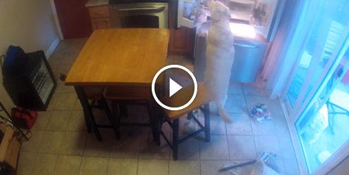 #Mdrrrr Il filme son chien pendant son absence et découvre qu'il se sert dans son frigo 😂 ☛ bit.ly/2zFrrqm