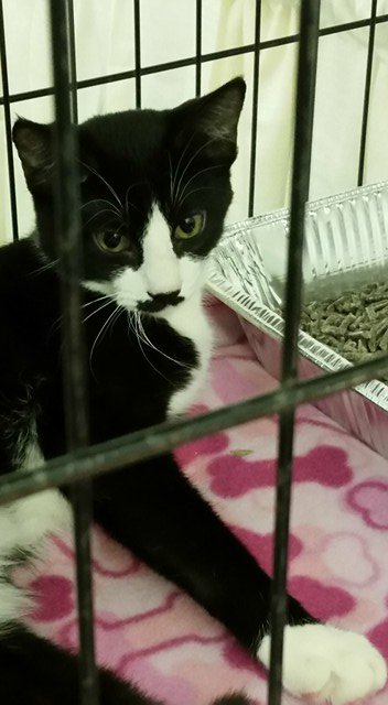 DianeKeys11's tweet photo. #catsthatlooklikehitler  the best part of the site is reading the hater comments  #CatsOfTwitter https://t.co/HlySh9DNVt