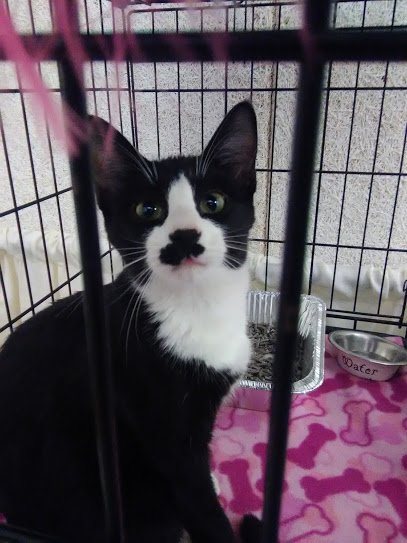 DianeKeys11's tweet photo. #catsthatlooklikehitler  the best part of the site is reading the hater comments  #CatsOfTwitter https://t.co/HlySh9DNVt