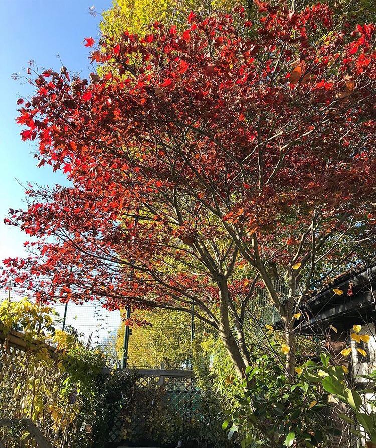 What a beautiful day it's been here at The Palace Gardener... bit.ly/2hdmqN6 #Fulham #gardencentre #autumn #autumnleaves
