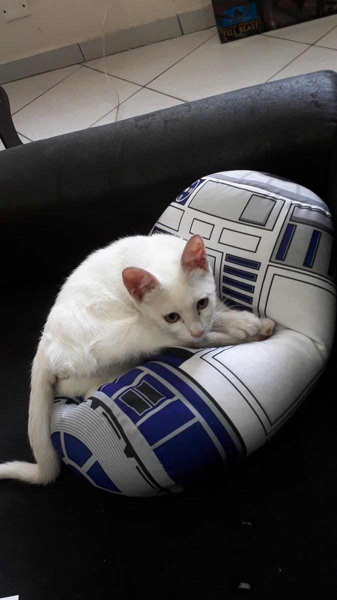 estudioampio's tweet photo. Hj temos a visita especial  da gatinha Leia  no trabalho 😍🐾🐈 https://t.co/dOeDIcJdvY
