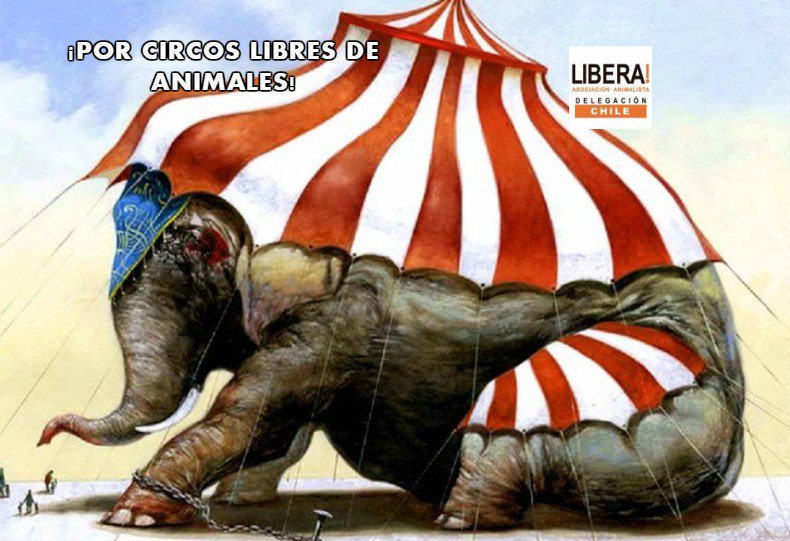 LiberaCL's tweet photo. Apóyanos con tu firma para prohibir el uso y exhibición de animales en los circos Chilenos.
-- Firma aquí: https://t.co/6JS9dCjH8W https://t.co/Zdm2Kr9ZG5
