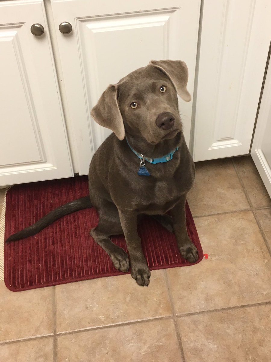r_denbeste's tweet photo. I'm 6 months old today! https://t.co/GfURAHKE7O