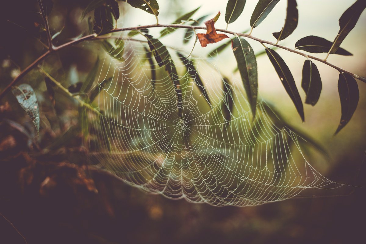 briraetoro's tweet image. Some more morning web finds from Michigan #spiderweb #nature #naturephotography #agameoftones #lookslikefilm #goodmorning #web #spider #outdoors #dslr #michigan #explore #visualsoflife #earthfocus #canon #photography #photographer