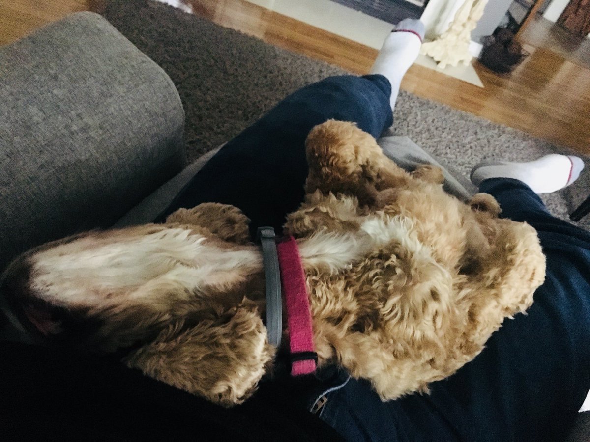 LibbsLife's tweet image. Dad thinks I’m sleepin but really I’m doing my Snoopy imitation!