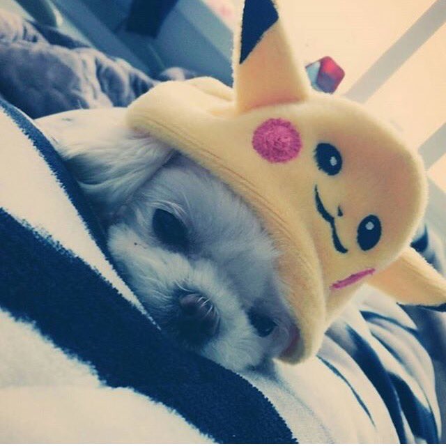 poemark_a's tweet photo. 私の帰りが遅い日はいつもこうやってココとの写真を送ってくれる

そんな彼が可愛くてかっこ良くて仕方ない…大好きが止まらないの

#got7で妄想 https://t.co/C9IEOW3E7M