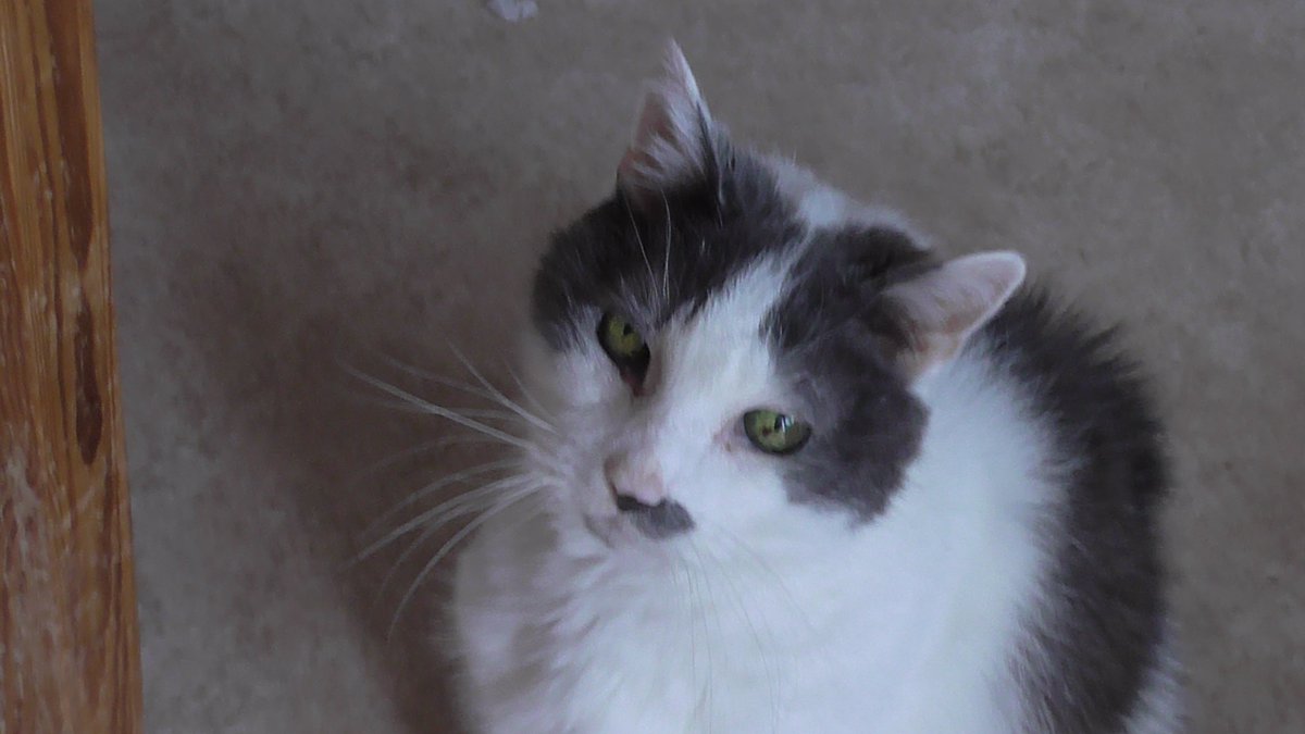 #Pawcircle4Jasper  #wlf  breaking my heart to tell you that my darling boy Jasper may well be  crossing the rainbow bridge in the next day or so. Felix &amp; I are  crying so much XXX 😭😿