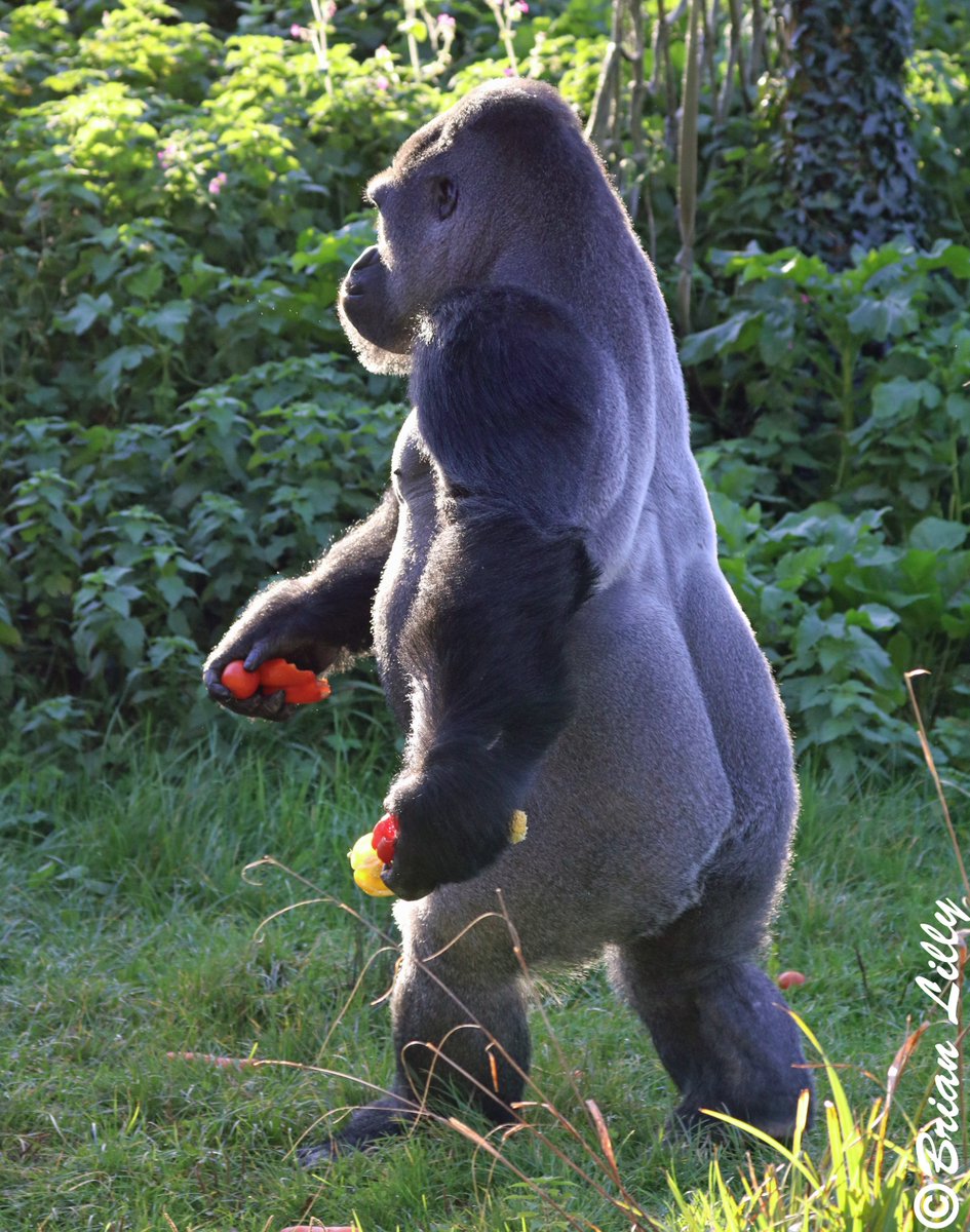 brglilly's tweet image. Male Western Lowland Gorilla &apos;Kivu&apos; casually walking out to get some food &amp;amp; then walking back again @PaigntonZoo #gorilla #bipedal
