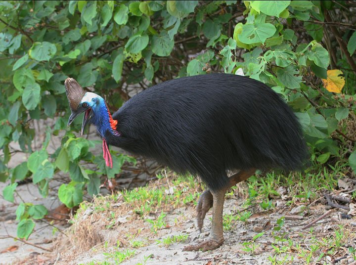 AnimalFanbase tweet picture