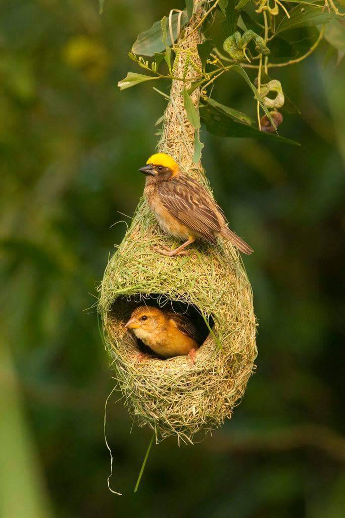 spiraledamore's tweet photo. ✨🌱Maravillas de la naturaleza.🍂🌻🐝

¡Qué más podemos apreciar cuando tenemos una vez más, la oportunidad de ver un nuevo amanecer!
Syl
🌷 https://t.co/Hkd94Ul9dA