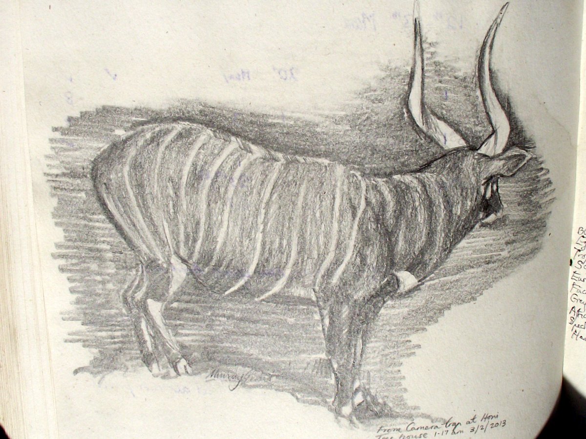 WillKnocker's tweet photo. #SaveTheBongo https://t.co/F9KdfBfv4J