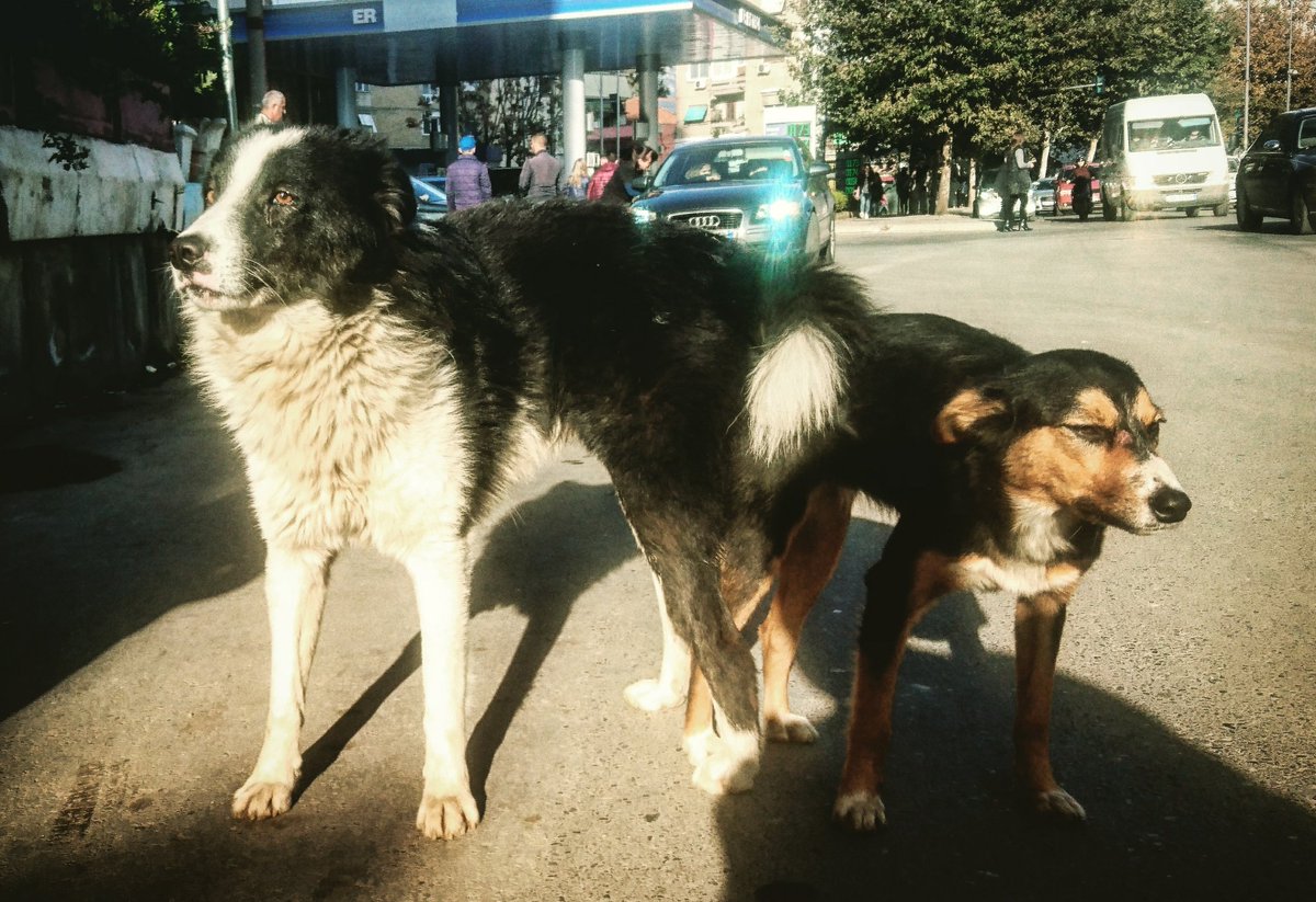 DriveAlbania's tweet photo. Two Tirana street dogs in a spot of bother #dogknotted https://t.co/eOvR9LAOeV