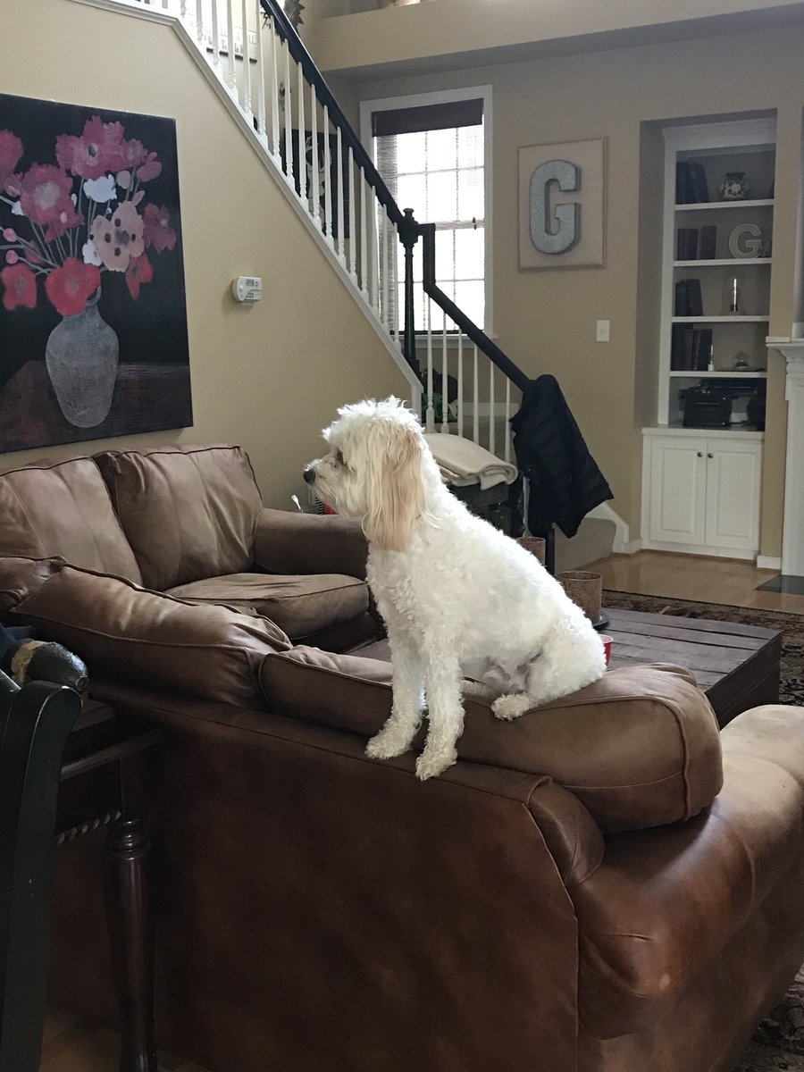 CoopertheDog9's tweet photo. Watching mom leaving for the week. ✈️😢 https://t.co/UmNYhWslkG