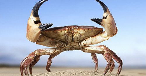 statesman's tweet image. These crabs can grow up to 3 feet, but did they eat Amelia Earhart? atxne.ws/2joOzp7