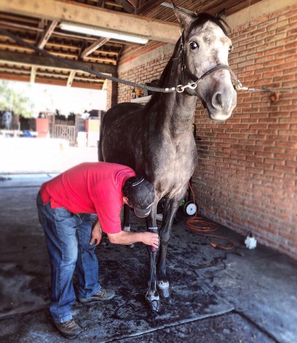 VirginiaYarur's tweet photo. Floro 🐴✂️👌🏻❤️
#dressage #dressagehorse #horse #haircut #summer #twohearts https://t.co/yXuvVeSBdL