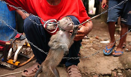Hope In Sight To End The Cruel Practice Of Performing Monkeys On The Streets Of Indonesia. protectallwildlifeblog.wordpress.com/hope-in-sight-… 

#thereIsnoExcuseForAnimalAbuse- EVER!