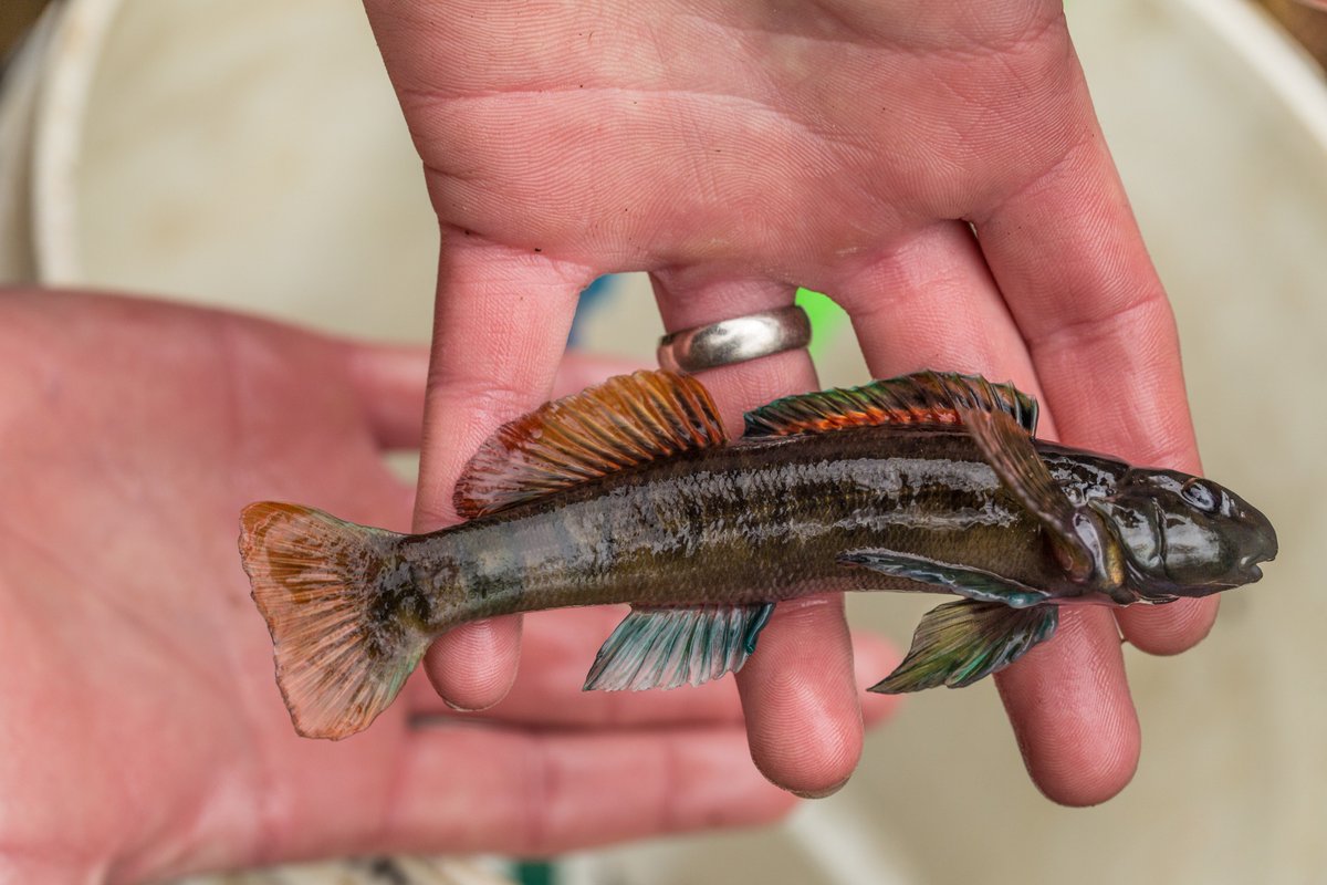 Zach Martin tweet media