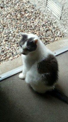 Charles Lance tweet media