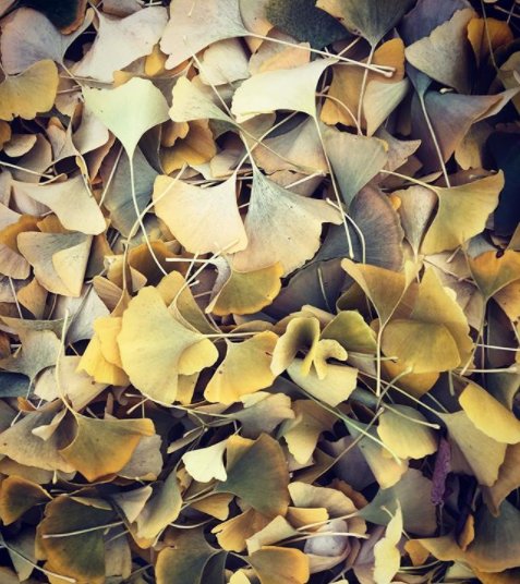 IndyParksandRec's tweet photo. All the ginkgo leaves. Thanks to #kathyj46203 for sharing her #GarfieldPark adventures with us #fallinindy #happyMonday https://t.co/yxeyEsVYcl https://t.co/YdhWiYqcw2
