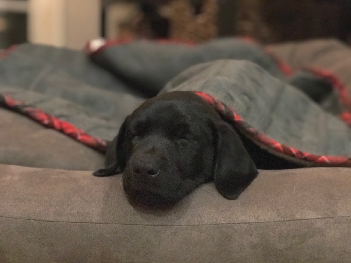 Taylor_Pittman3's tweet photo. everyone look at my cute ass dog😭🖤 https://t.co/BihbaxrqVW