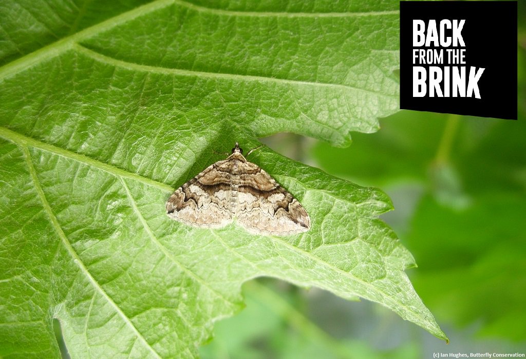 savebutterflies's tweet photo. Introducing our Barberry Carpet Moth project, part of @naturebftb. Strengthening colonies in Gloucestershire, Wiltshire and Dorset. https://t.co/NOamtyyNiP #NatureBFTB #MondayMotivation #TeamMoth https://t.co/stNQE6DZ8L