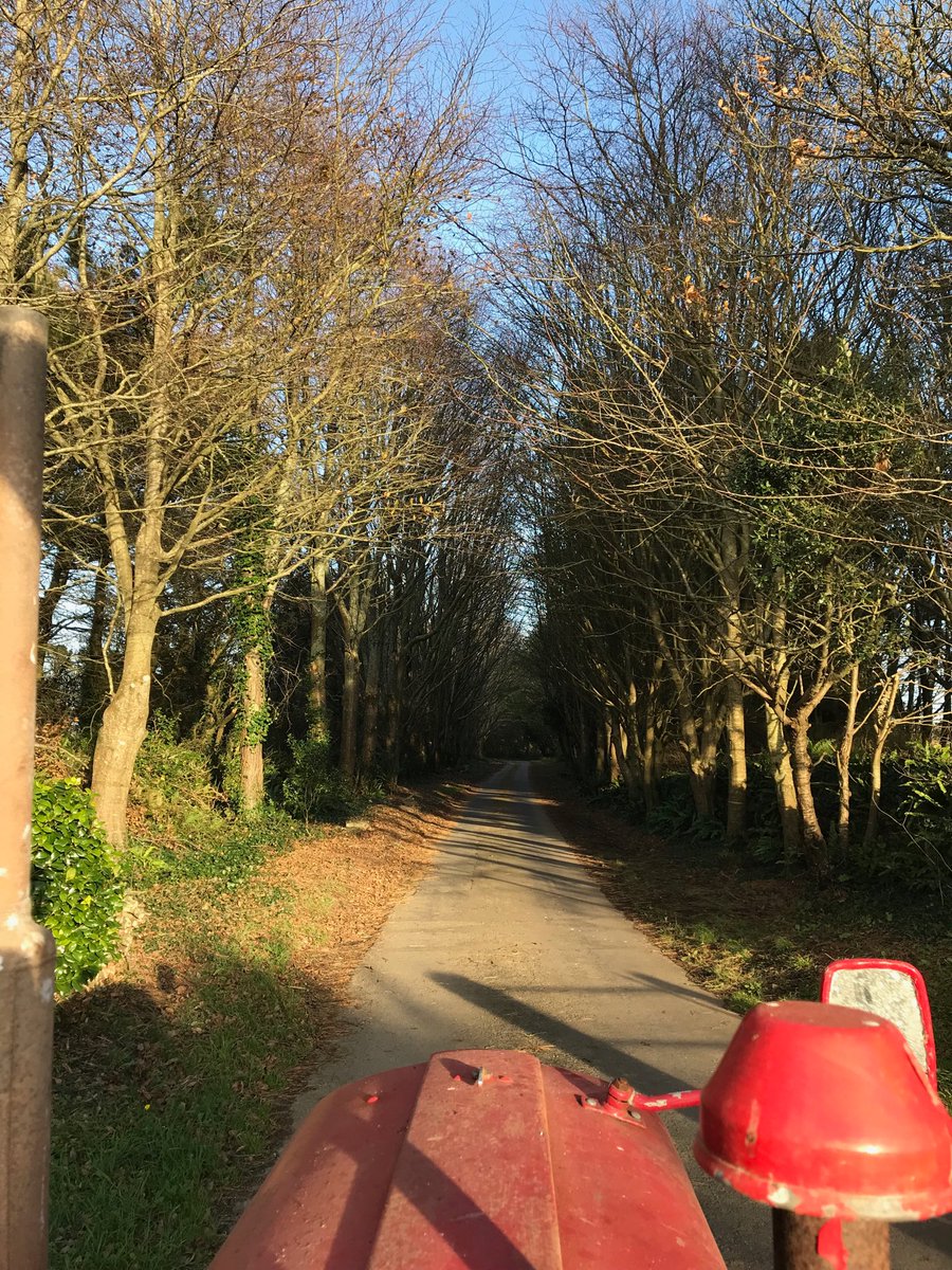 Kernow_Life's tweet photo. #littleRedTractor #afternoon #winter #sunshine in #trewinnard #lane . Hardly a leaf left now to drop. #beautiful day #Cornwall https://t.co/cKgVHsLY1w