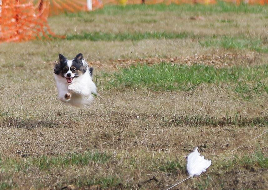 AllenCo29851515's tweet image. #akcfastcat Chance having more fun than a dog should be allowed !!!