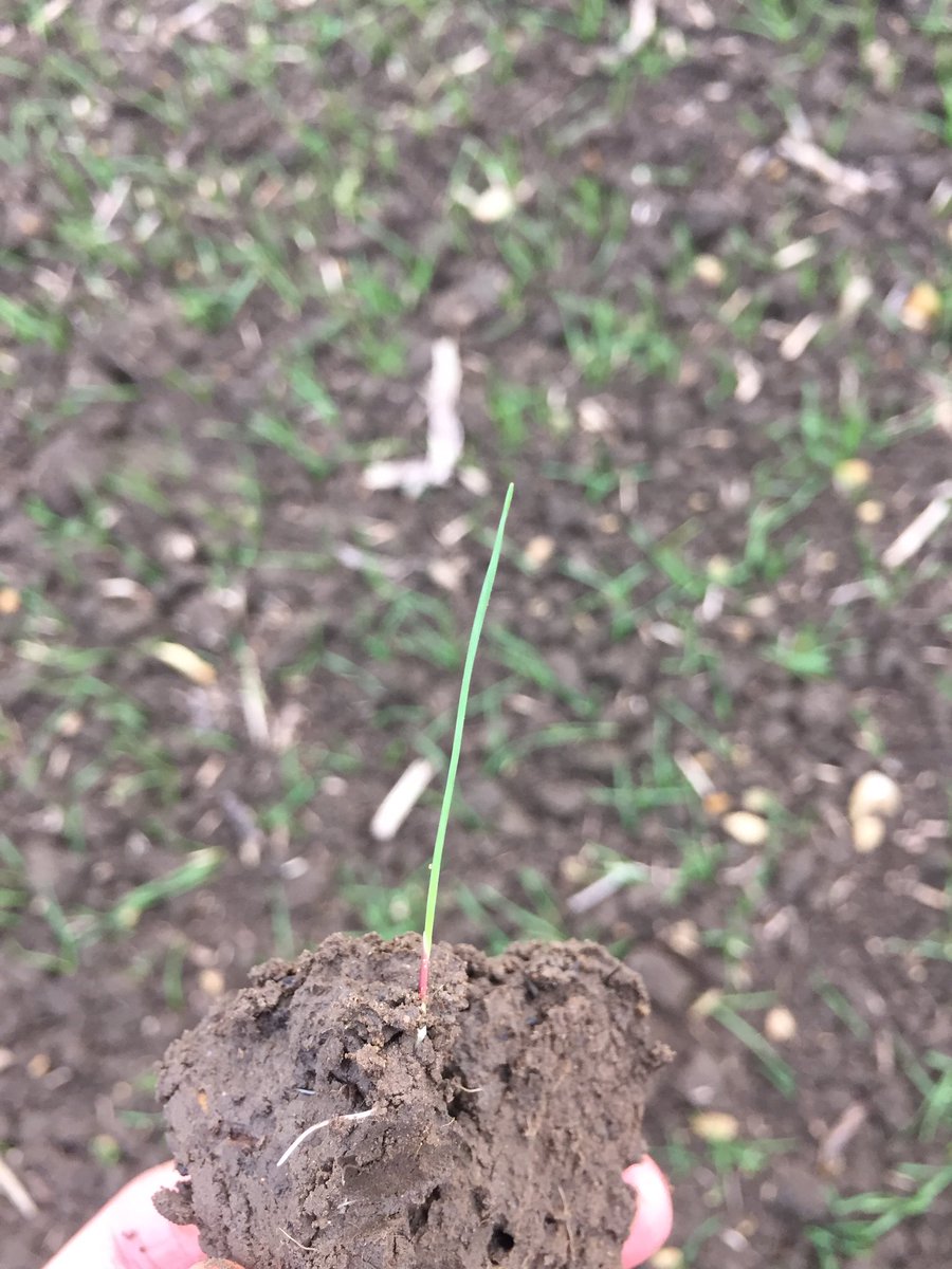 jon_helliwell's tweet photo. New spikes emerging during the last 3-4 days @Bayer4CropsUK  Hinton Waldrist blackgrass trial, despite drop in temperature. Definitely more pronounced where clods present https://t.co/qfeiHm12hc