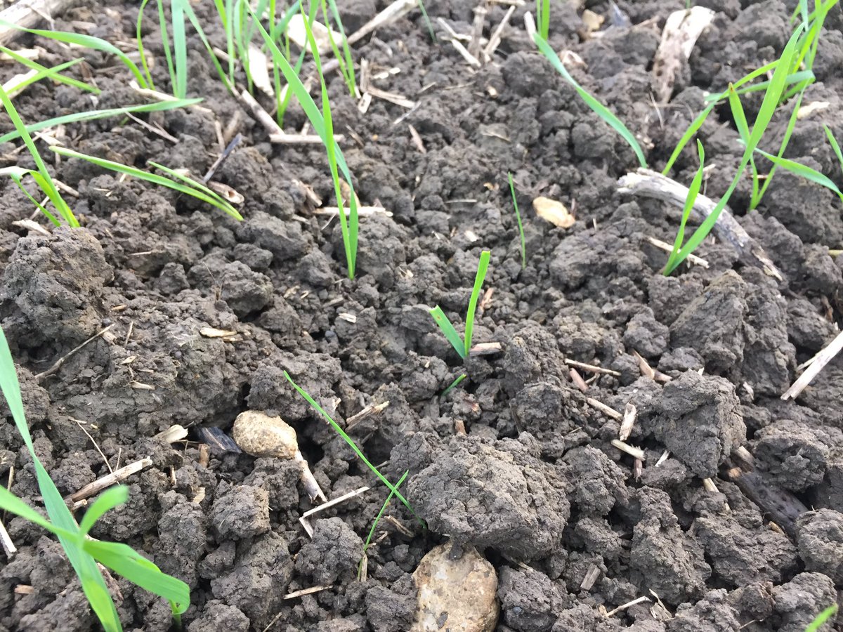 jon_helliwell's tweet photo. New spikes emerging during the last 3-4 days @Bayer4CropsUK  Hinton Waldrist blackgrass trial, despite drop in temperature. Definitely more pronounced where clods present https://t.co/qfeiHm12hc