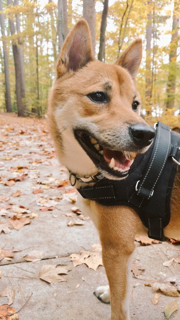 ThorInuOdinson's tweet photo. Autumn is my time. ⛈ https://t.co/X1XQYxxBL8