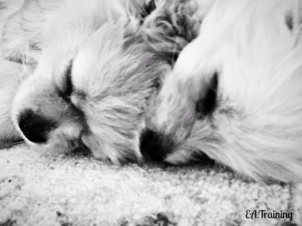 erinannafit's tweet photo. Attitude of Gratitude- Day 13
Be Thankful for Naps!!  Take advantage of rainy November days and snuggle up with someone special!! https://t.co/dHwtauPDLH