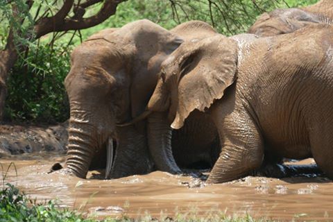 Great Safari around Tanzania's parks. Book your trip with us- info@taitravellers.com 
WhatsApp: +255 768 145675
taitravellers.com